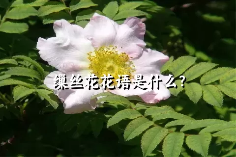 缫丝花花语是什么？