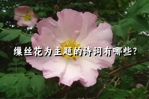 缫丝花为主题的诗词有哪些？