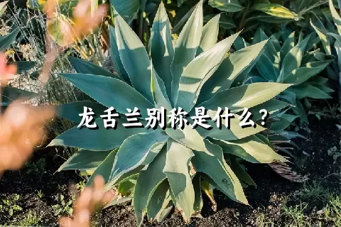 龙舌兰别称是什么？