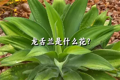 龙舌兰是什么花？