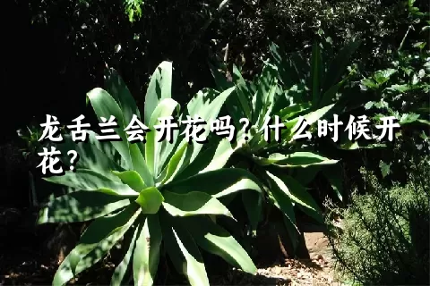 龙舌兰会开花吗？什么时候开花？