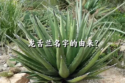 龙舌兰名字的由来？