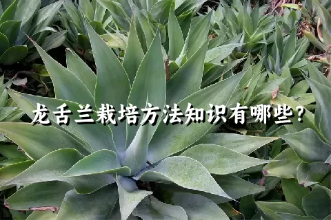 龙舌兰栽培方法知识有哪些？