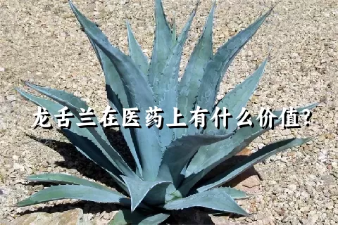 龙舌兰在医药上有什么价值？