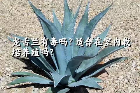 龙舌兰有毒吗？适合在室内栽培养殖吗？