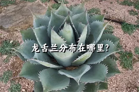 龙舌兰分布在哪里?