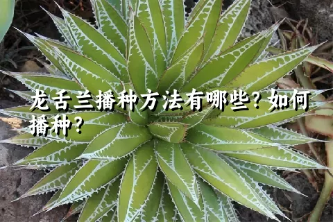 龙舌兰播种方法有哪些？如何播种？