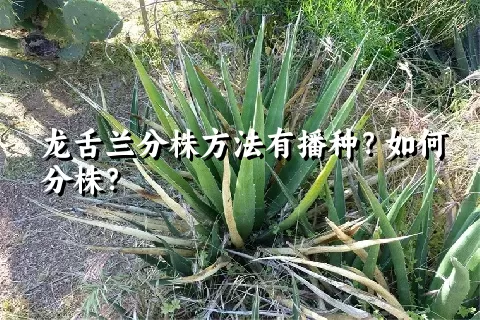 龙舌兰分株方法有播种？如何分株？