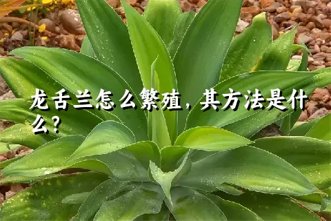 龙舌兰怎么繁殖，其方法是什么？