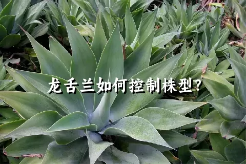 龙舌兰如何控制株型？