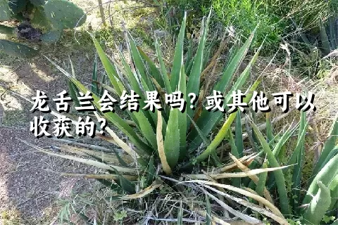 龙舌兰会结果吗？或其他可以收获的？