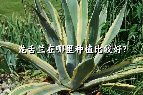 龙舌兰在哪里种植比较好？