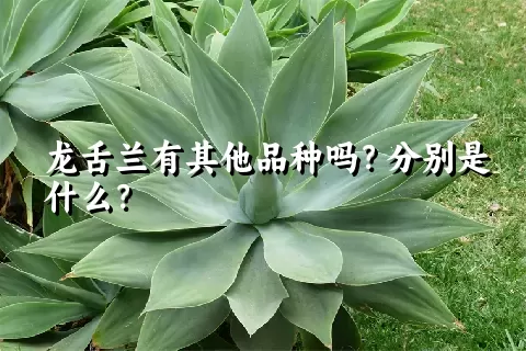 龙舌兰有其他品种吗？分别是什么？