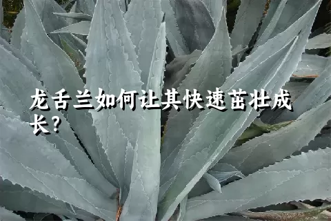 龙舌兰如何让其快速茁壮成长？