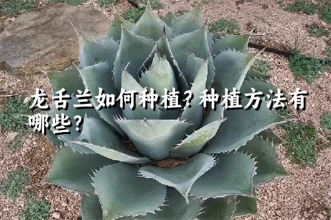 龙舌兰如何种植？种植方法有哪些？