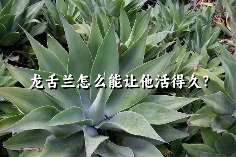 龙舌兰怎么能让他活得久？