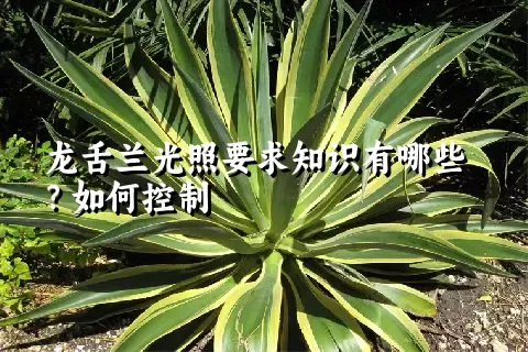 龙舌兰光照要求知识有哪些？如何控制