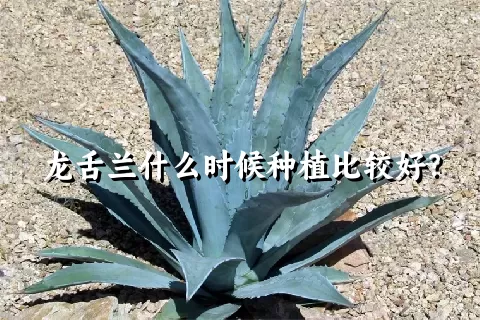 龙舌兰什么时候种植比较好？