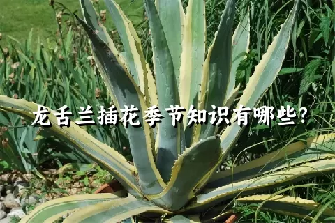 龙舌兰插花季节知识有哪些？