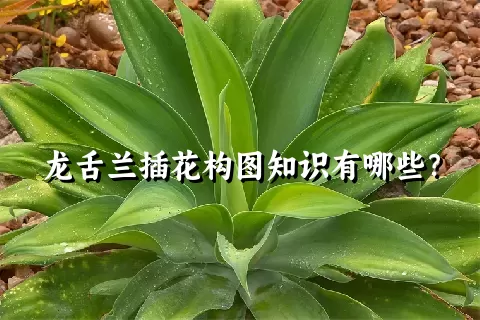 龙舌兰插花构图知识有哪些？