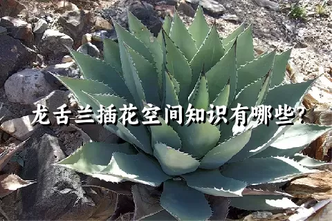 龙舌兰插花空间知识有哪些？