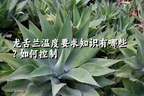 龙舌兰温度要求知识有哪些？如何控制