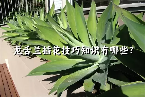 龙舌兰插花技巧知识有哪些？