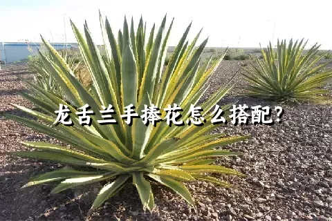 龙舌兰手捧花怎么搭配？