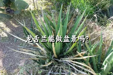 龙舌兰能做盆景吗？