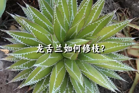 龙舌兰如何修枝？