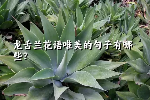 龙舌兰花语唯美的句子有哪些？