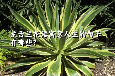 龙舌兰花语寓意人生的句子有哪些？