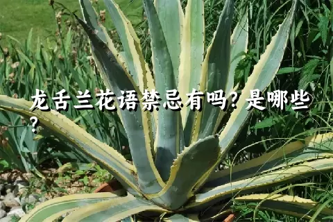 龙舌兰花语禁忌有吗？是哪些？