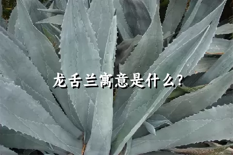 龙舌兰寓意是什么？