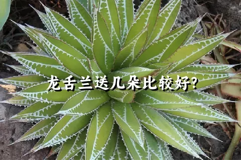 龙舌兰送几朵比较好？