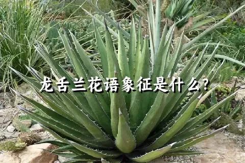 龙舌兰花语象征是什么？