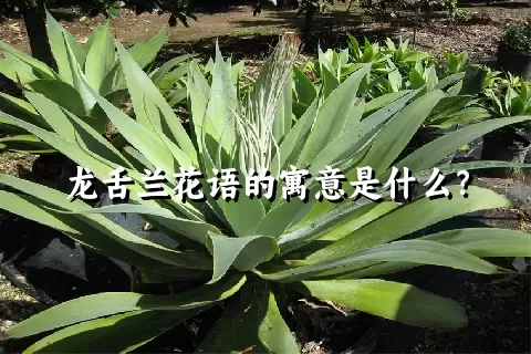 龙舌兰花语的寓意是什么？