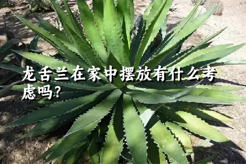 龙舌兰在家中摆放有什么考虑吗？