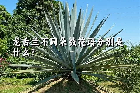 龙舌兰不同朵数花语分别是什么？