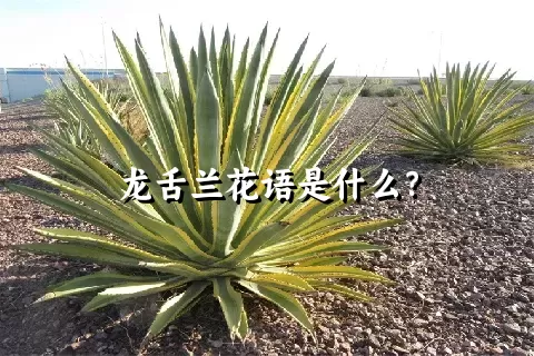 龙舌兰花语是什么？