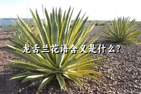 龙舌兰花语含义是什么？