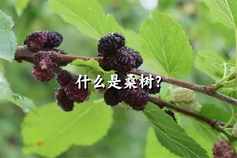 什么是桑树？