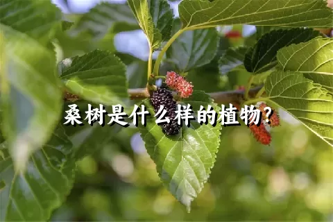 桑树是什么样的植物？