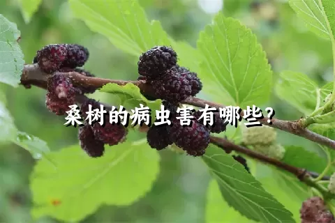 桑树的病虫害有哪些？