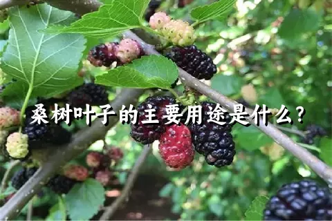 桑树叶子的主要用途是什么？