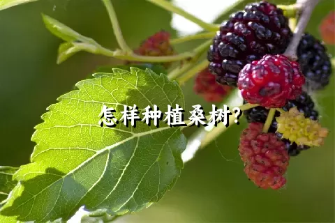 怎样种植桑树？