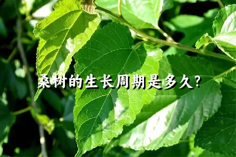 桑树的生长周期是多久？