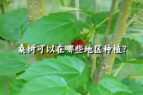 桑树可以在哪些地区种植？