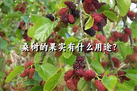 桑树的果实有什么用途？