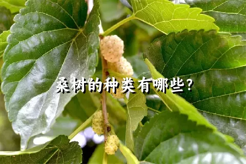 桑树的种类有哪些？